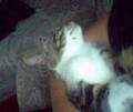 My Cat "Baby" 7475300