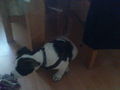 Mein Hund "Hootch" 72803900