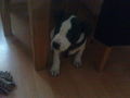 Mein Hund "Hootch" 72803901