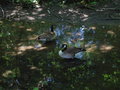 Tiergarten Stadt Haag 20249005