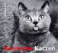 Katzen 7935144