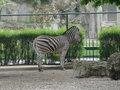 Fabelhafte Tierwelt Schönbrunn 20817201