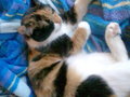 Daisy & Kitty 26200803