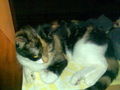 Daisy & Kitty 53935902