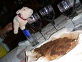 Schnitzelsession in Mexiko 15236392