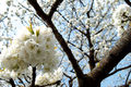 FRüHLING vor der Haustür 57734855