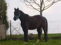 Ausreiten ist jo ssoooooo schön!!! 36412355