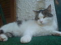 mein Kater Struppi... 45233656