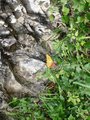 Wandern 13.8.07 Ebensee-Gasselhöhle 26182117