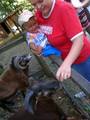 Tierparkausflug mit Tante Mely u.Oma 9354231