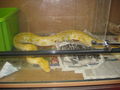 albino tiger pythons 69793772