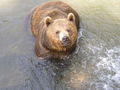 Tierpark Haag 40050342