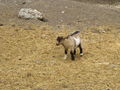 Tierpark Haag 40050680