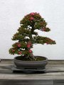 Bonsai 15130967