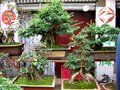 Bonsai 15130970