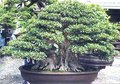 Bonsai 15131046