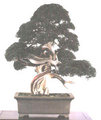 Bonsai 15131048