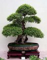 Bonsai 15131052