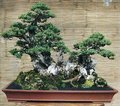 Bonsai 15131199