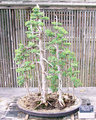 Bonsai 15131202