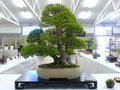 Bonsai 15131205