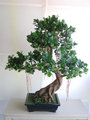 Bonsai 15131358