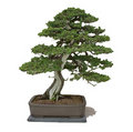 Bonsai 15131443