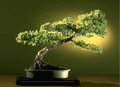 Bonsai 15131444