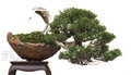 Bonsai 15131536