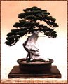 Bonsai 15131538