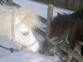 Mein Pony 7817174