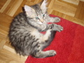 Katzenkinder 30849813