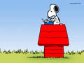 Snoopy!! 7467128