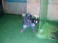 Paintball 9959983