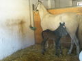 Reiten^^ 50128921