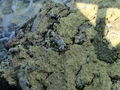 Malediven 2009 55702763