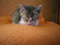 ***kitty cat*** 61144110