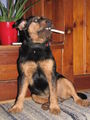 Ein Hund namens AKIRA 70469299