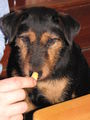 Ein Hund namens AKIRA 70469347