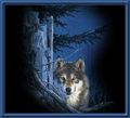 Wolf 59615478