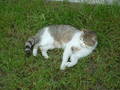 My cats 7651606