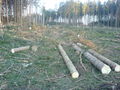 wald arbeiten 52468743