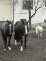 My-Horses (New) 15294072