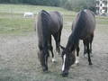 my_horses 7976621