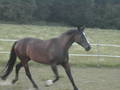 my_horses 7976703