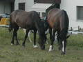 my_horses 7976938