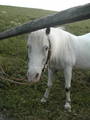 my_horses 7976964