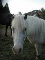 my_horses 7977001