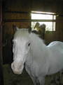 my_horses 7977013