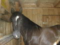 my_horses 7983400